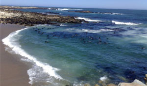 sharepoint consulting services in northern cape