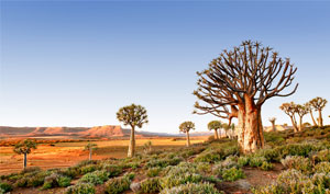 sharepoint development services in northern cape