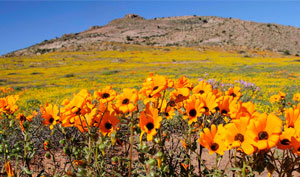 sharepoint support services in northern cape